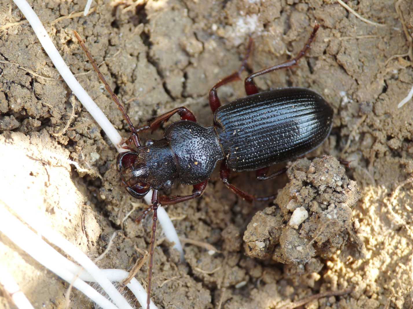 Carterus da determinare: calydonius!